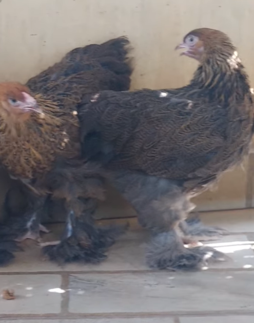 جواز باترج مستوى عالي